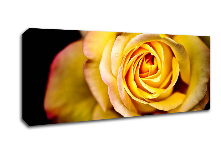 Picture of Yellow Rose Dew Drop Panoramic Canvas Wall Art