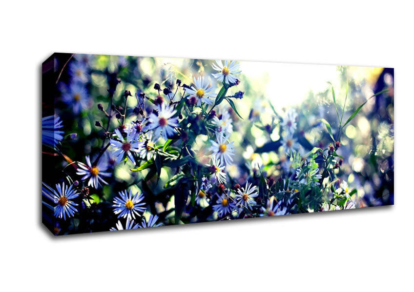Picture of Daisy Mayhem Panoramic Canvas Wall Art