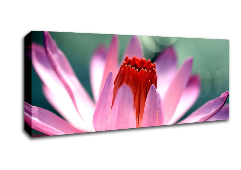 Picture of Light Purple Petals Panoramic Canvas Wall Art
