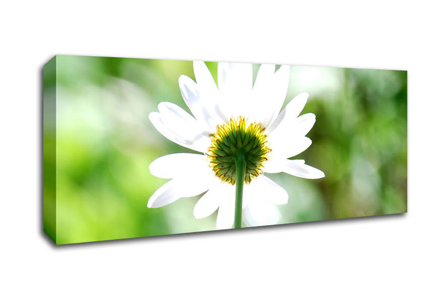 Picture of Daisy In The Sun Panoramic Canvas Wall Art