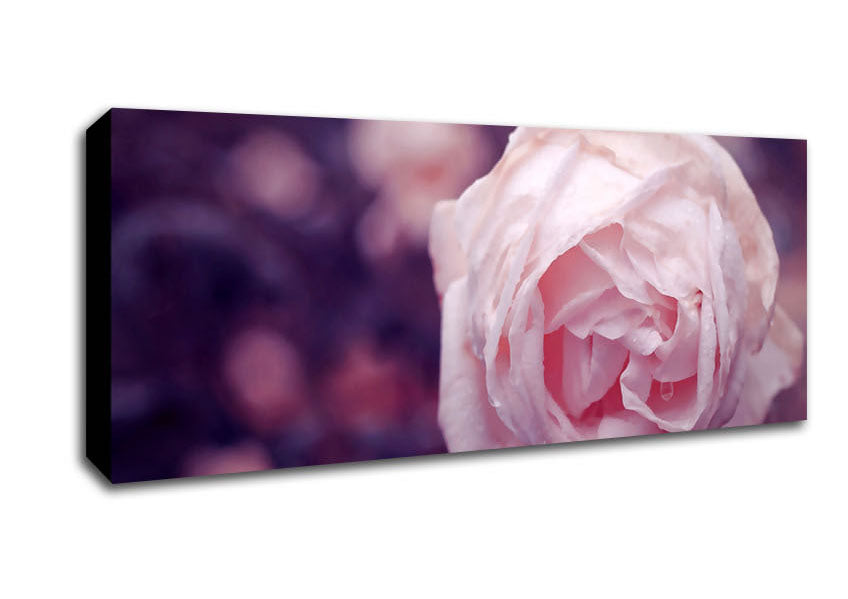 Picture of Delicate Pink Dew Rose Panoramic Canvas Wall Art