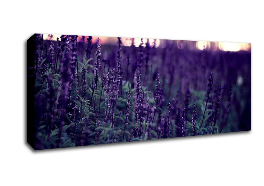 Picture of Lavender Panoramic Canvas Wall Art