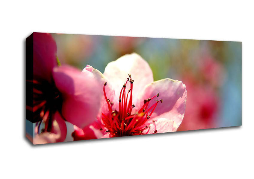 Picture of Pink Flower Cherry Tree Panoramic Canvas Wall Art