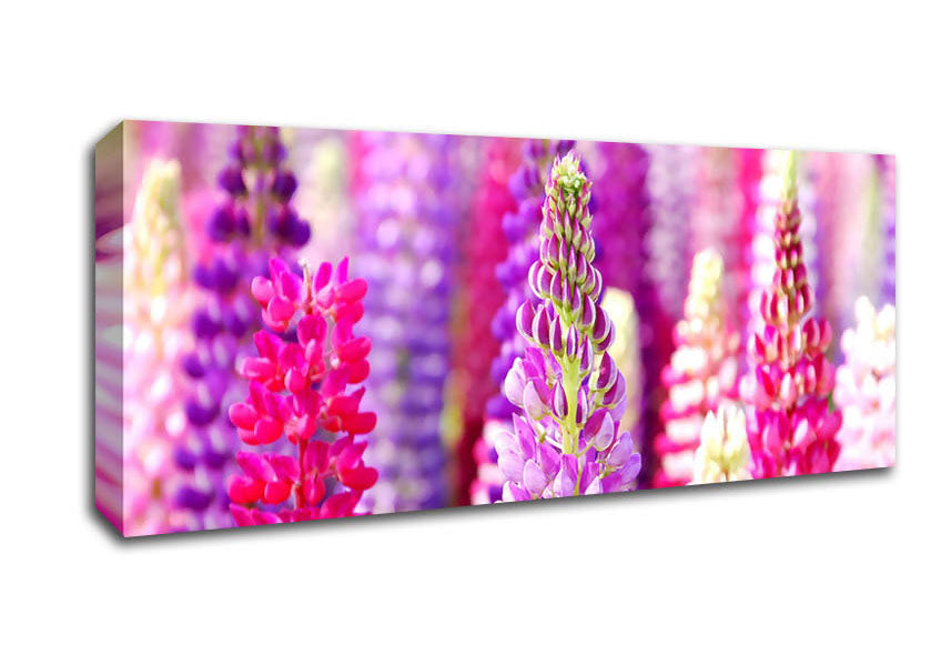 Picture of Pink And Purple Lupin Flowers Panoramic Canvas Wall Art