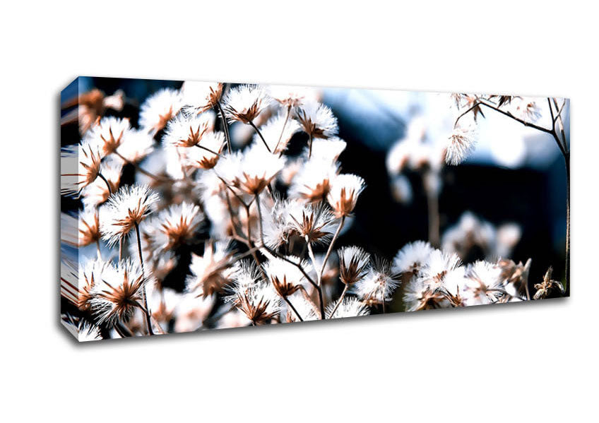 Picture of Fluffy Winter Bloom Panoramic Canvas Wall Art