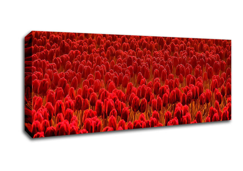 Picture of Field Of Scarlet Tulips Panoramic Canvas Wall Art