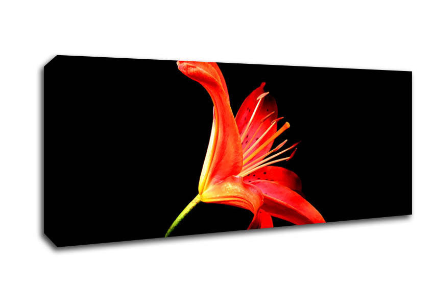 Picture of Flower In Space Panoramic Canvas Wall Art