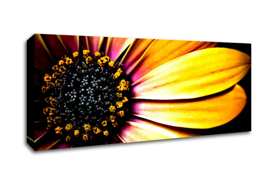 Picture of Golden Black Daisy Panoramic Canvas Wall Art