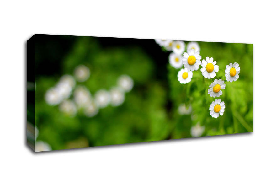 Picture of Floral Delight Panoramic Canvas Wall Art