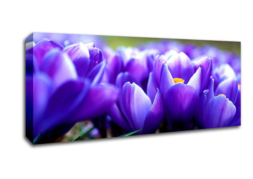 Picture of Purple Crocus Garden Panoramic Canvas Wall Art