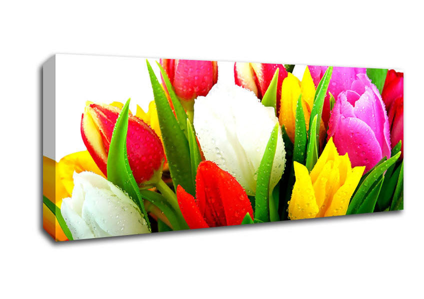 Picture of Fresh Tulips Panoramic Canvas Wall Art