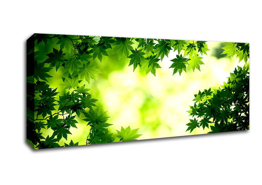 Picture of Green Maple Leaves Panoramic Canvas Wall Art
