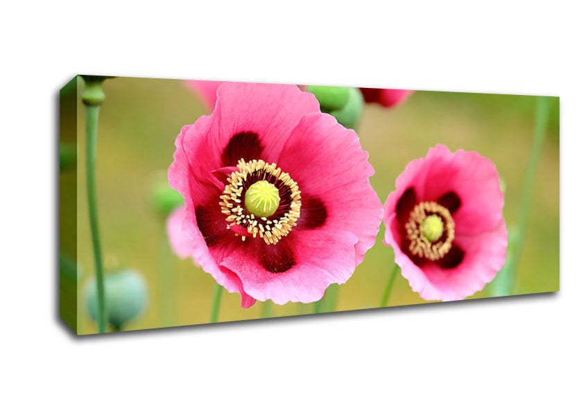 Picture of Pink Poppies In Bloom Panoramic Canvas Wall Art