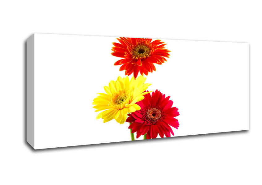 Picture of Gerbera Trio Panoramic Canvas Wall Art