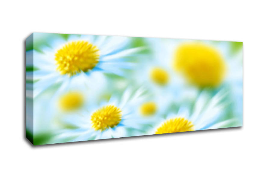 Picture of Soft Hue Of White Daisies Panoramic Canvas Wall Art