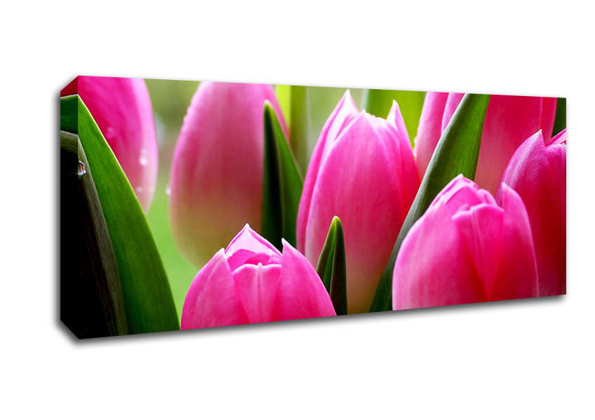 Picture of Pink Tulip Garden Surprise Panoramic Canvas Wall Art