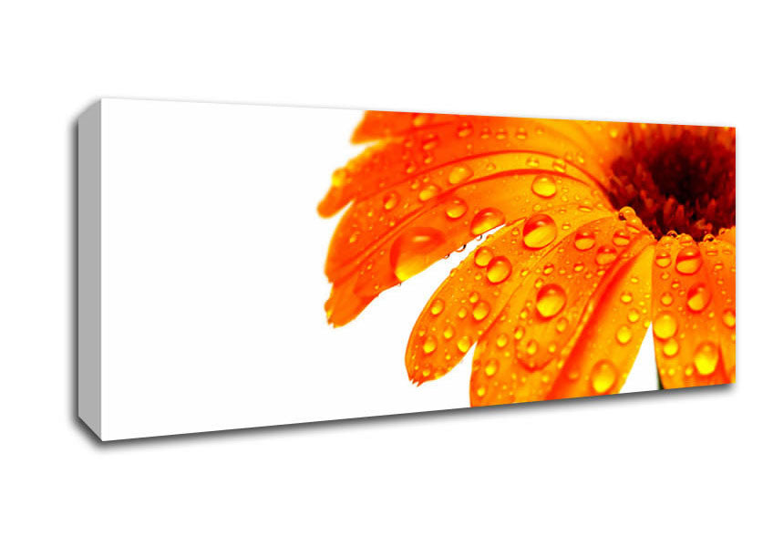 Picture of Stunning Fire Glow Petals Panoramic Canvas Wall Art
