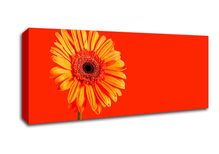 Picture of Orange On Orange Gerbera Panoramic Canvas Wall Art