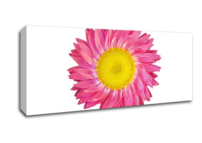 Picture of Pink Daisy Twist Panoramic Canvas Wall Art