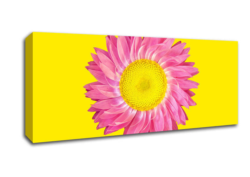 Picture of Pink Daisy On Yellow Twist Panoramic Canvas Wall Art
