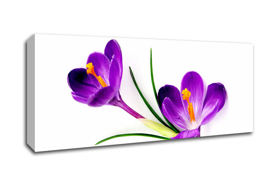 Picture of Purple In Bloom Panoramic Canvas Wall Art