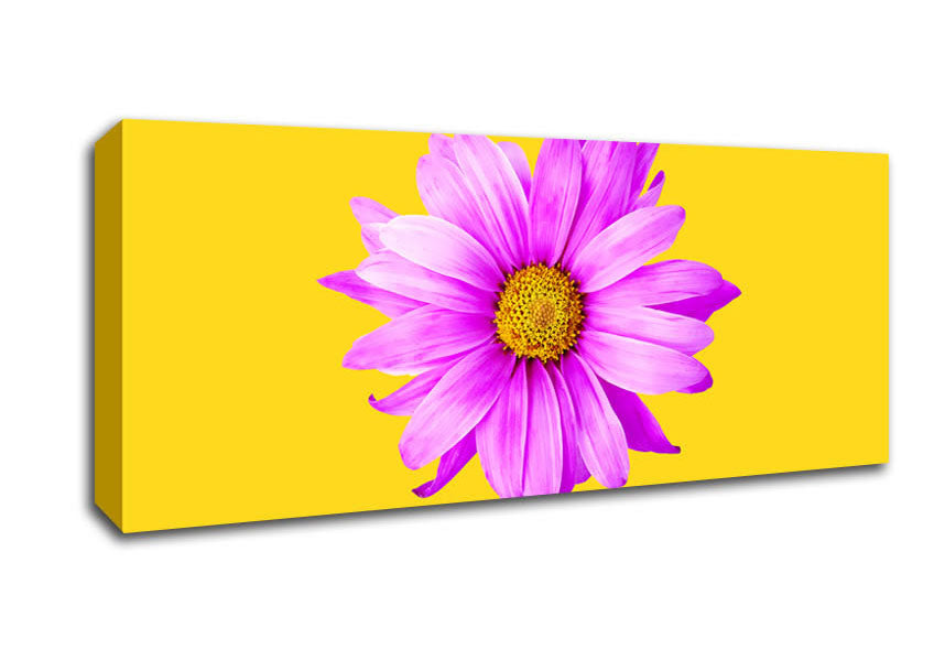 Picture of Pink Daisy On Yellow Panoramic Canvas Wall Art