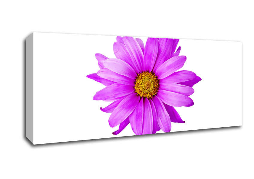 Picture of Pink Daisy On White Panoramic Canvas Wall Art