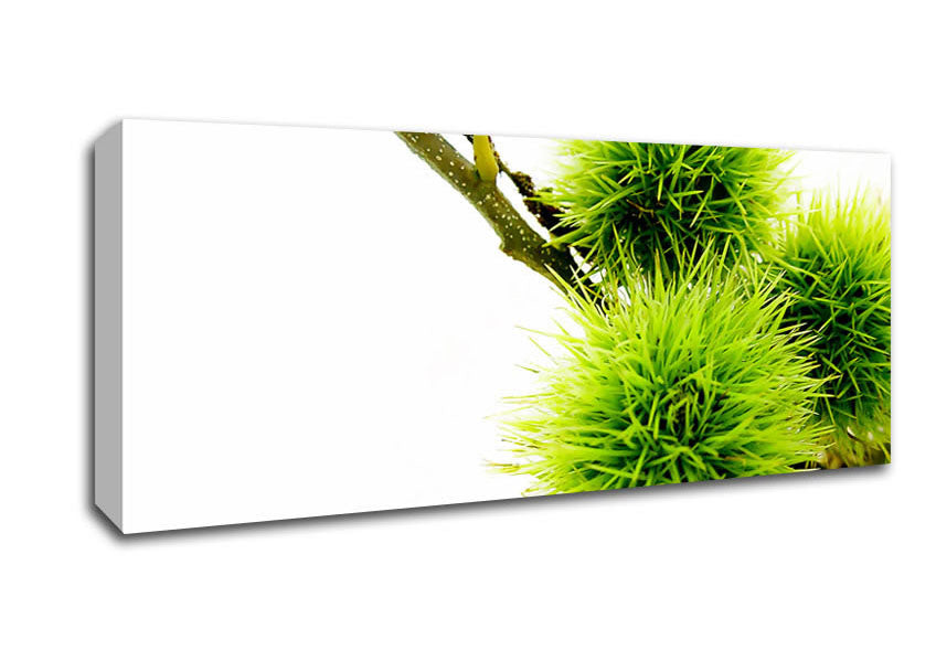 Picture of Green Pom poms Panoramic Canvas Wall Art