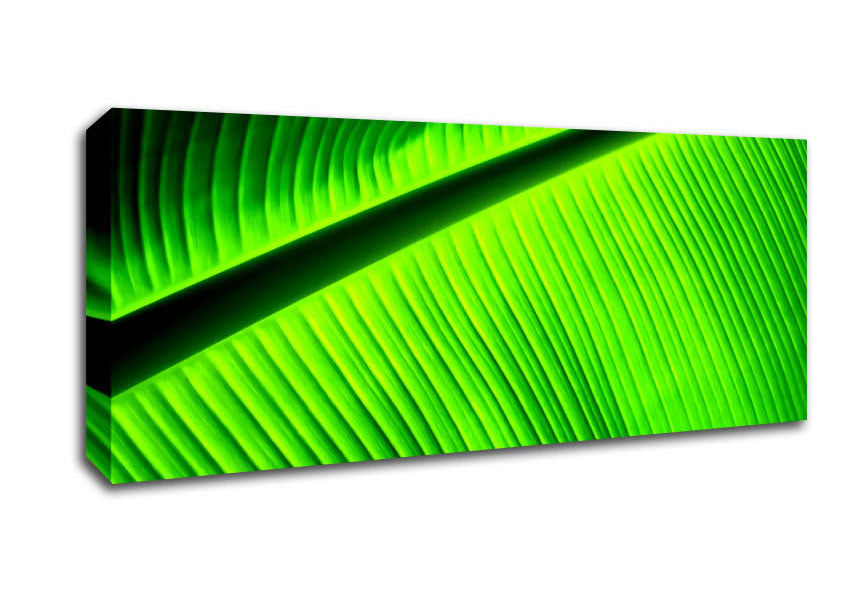 Picture of Light Of The Green Leaf Panoramic Canvas Wall Art