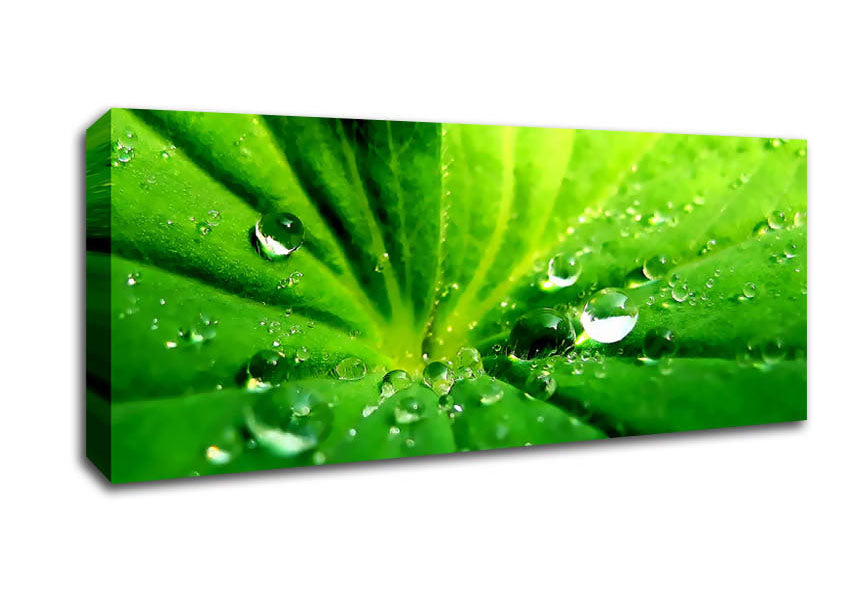 Picture of Sunlit Leaf Droplets Panoramic Canvas Wall Art