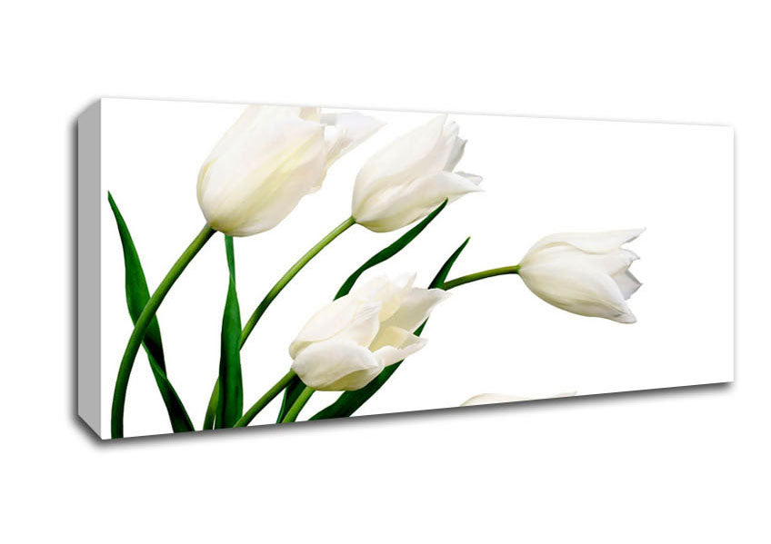 Picture of White Tulip Quad Panoramic Canvas Wall Art