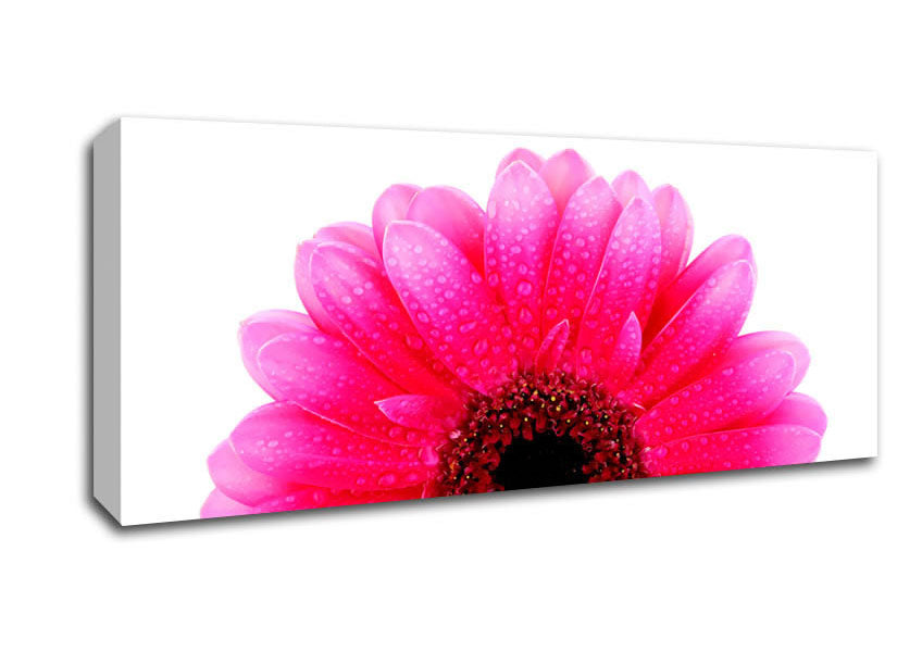Picture of Pink Petal Dew Drop Gerbera Panoramic Canvas Wall Art