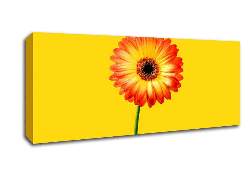 Picture of Orange Gerbera On Yellow Panoramic Canvas Wall Art