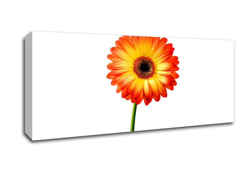 Picture of Orange Gerbera On White Panoramic Canvas Wall Art