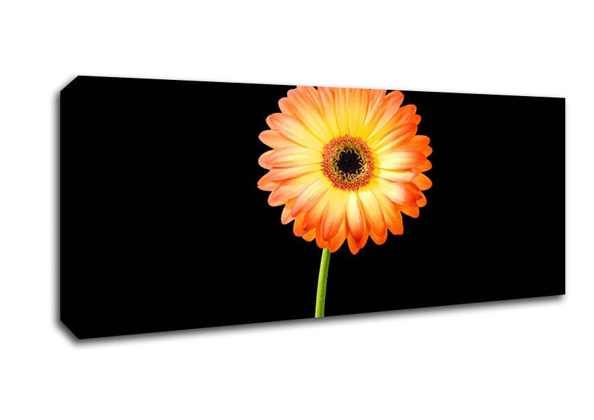 Picture of Orange Gerbera On Black Panoramic Canvas Wall Art