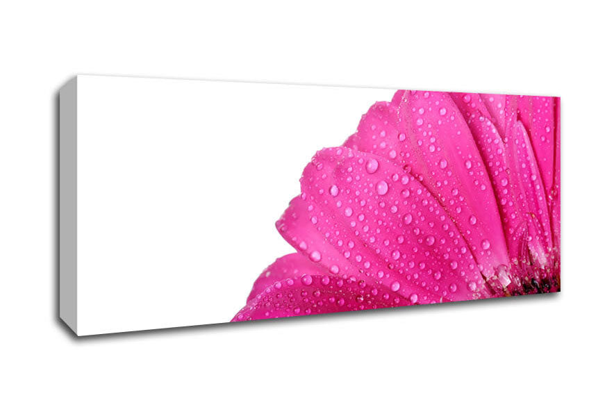Picture of Pink Dewdrop Petals Panoramic Canvas Wall Art