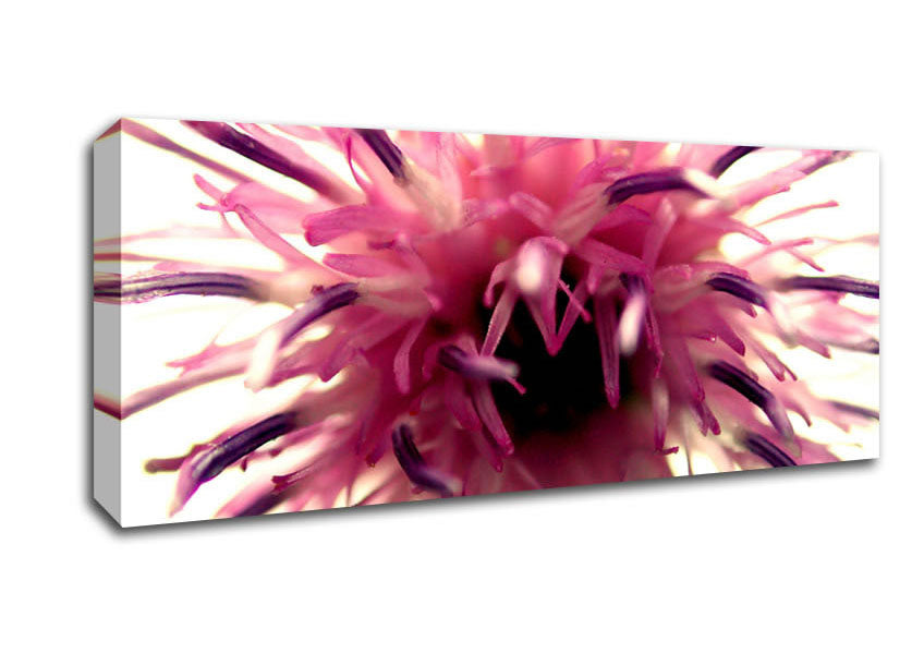 Picture of Pink Flower Head Explosion Panoramic Canvas Wall Art