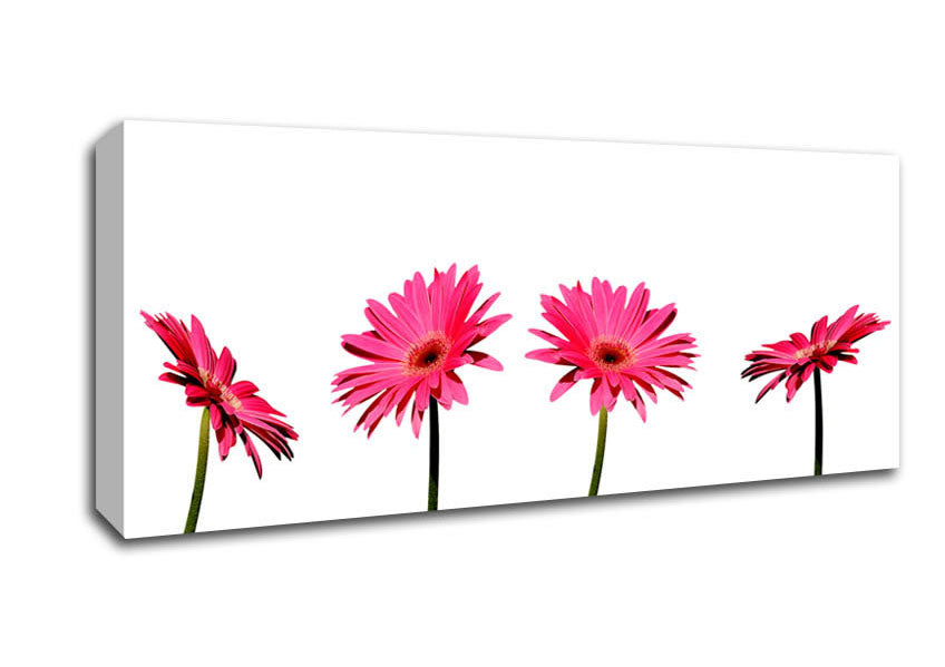 Picture of Pink Gerbera Quads Panoramic Canvas Wall Art