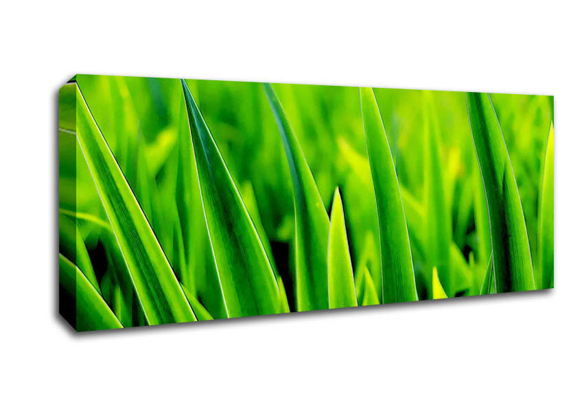 Picture of Green Leaf Shafts Panoramic Canvas Wall Art