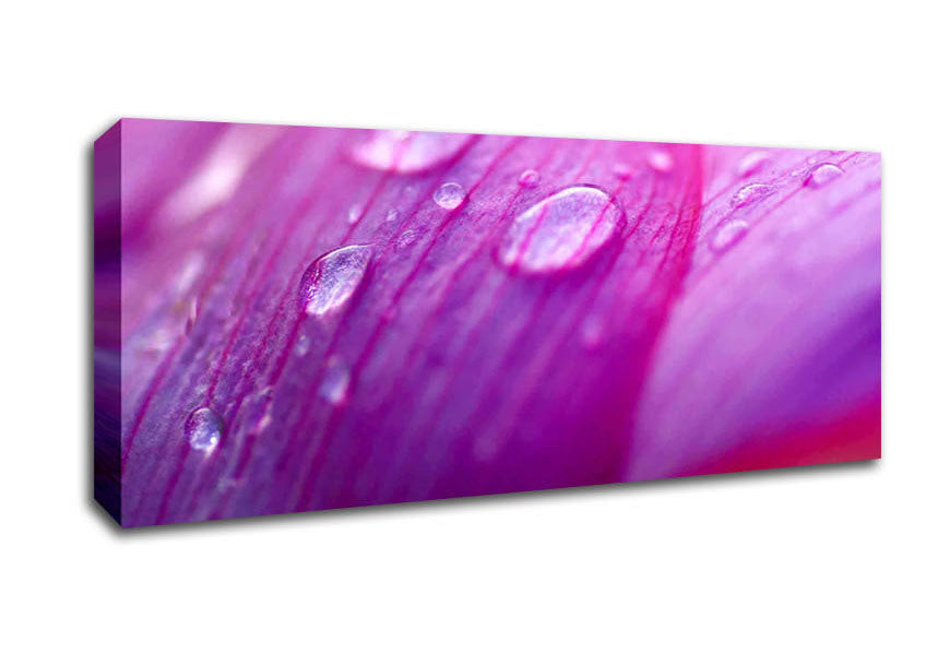Picture of Pink Petal Dewdrop Beauty Panoramic Canvas Wall Art