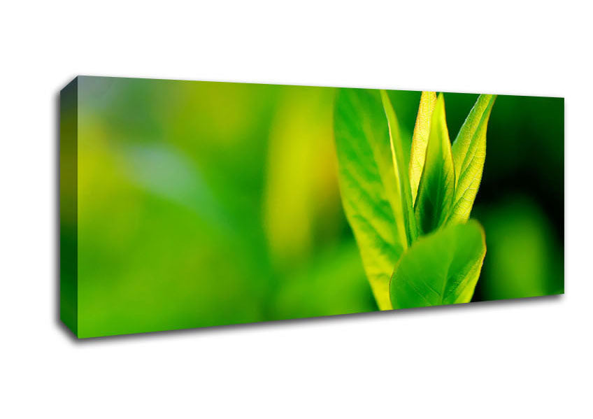Picture of Green Leaf Flower Panoramic Canvas Wall Art