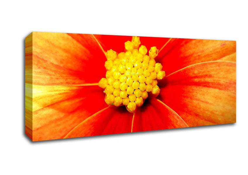 Picture of Orange Petal Delight Panoramic Canvas Wall Art