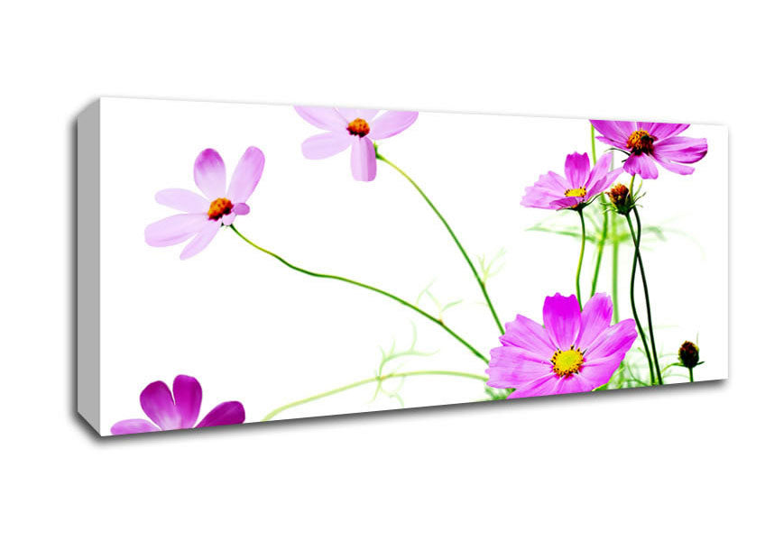 Picture of Pink Daisy Bloom Panoramic Canvas Wall Art