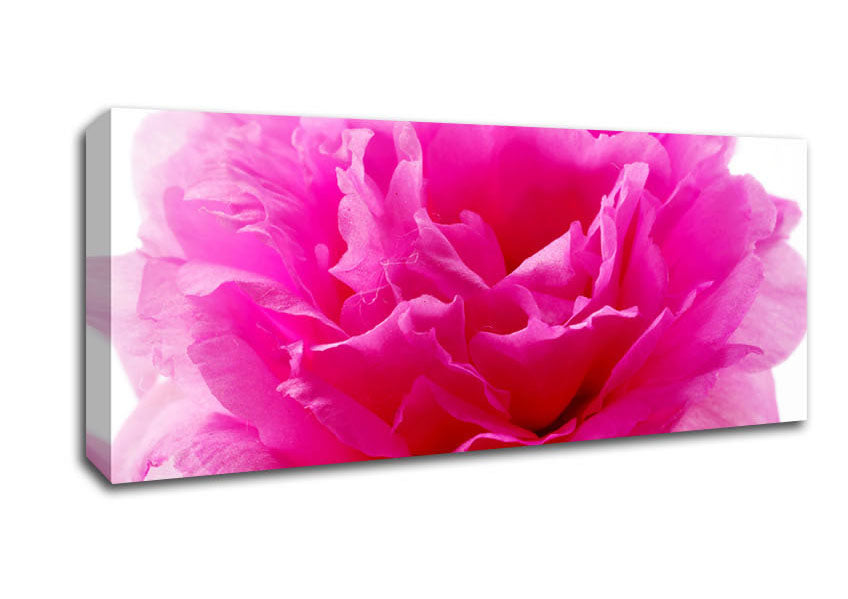 Picture of Pink Carnation Ruffles Panoramic Canvas Wall Art