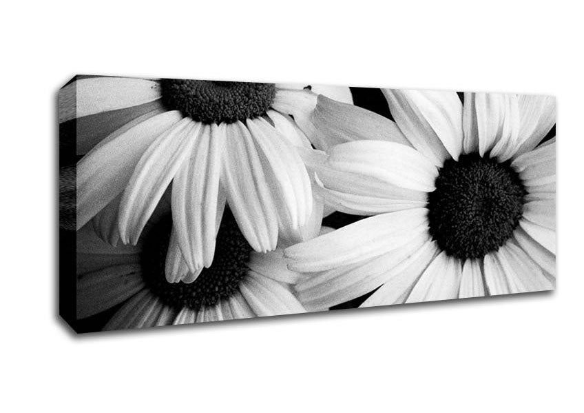Picture of Daisy Petal Beauty B n W Panoramic Canvas Wall Art