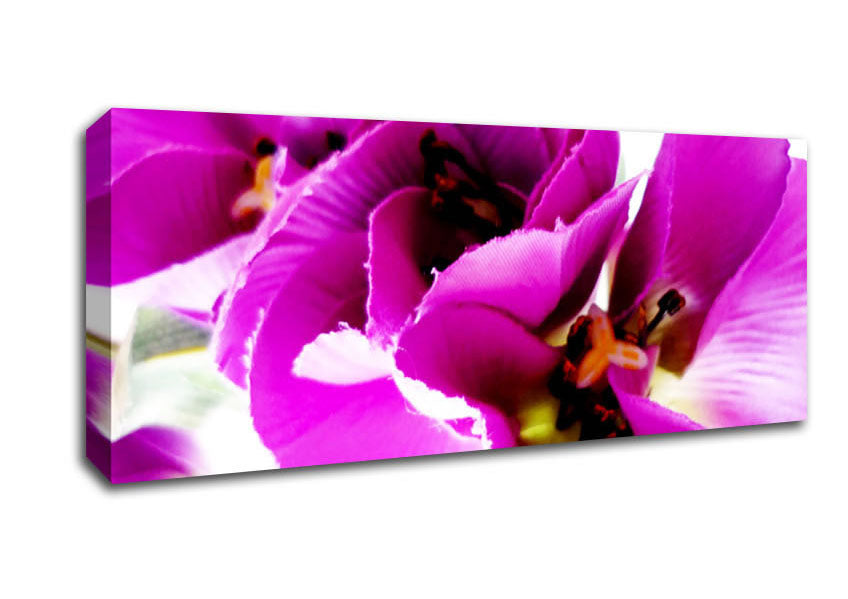Picture of Pink Petal Galore Panoramic Canvas Wall Art