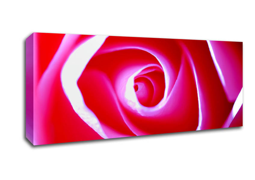 Picture of Delicate Pink Rose Panoramic Canvas Wall Art