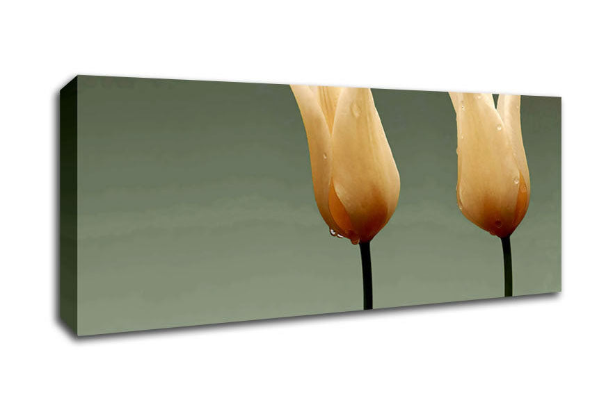Picture of Cream Fire Tulips Panoramic Canvas Wall Art