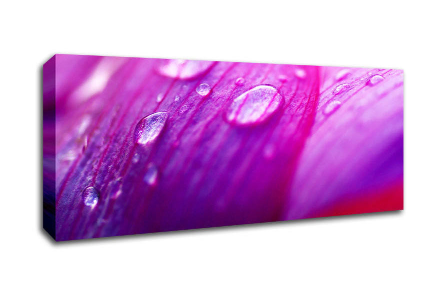 Picture of Pink Petal Dew Panoramic Canvas Wall Art