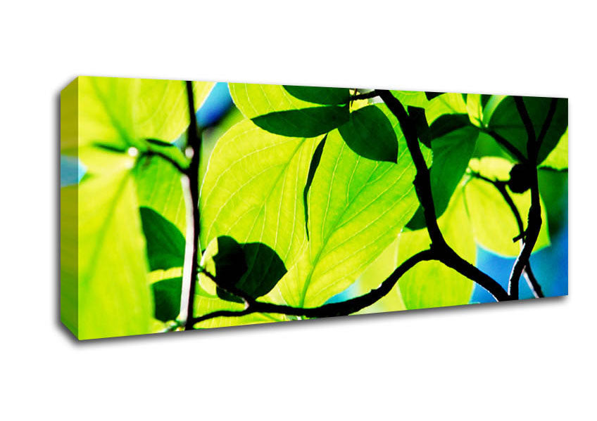 Picture of Green Leaves In Sunlight Panoramic Canvas Wall Art